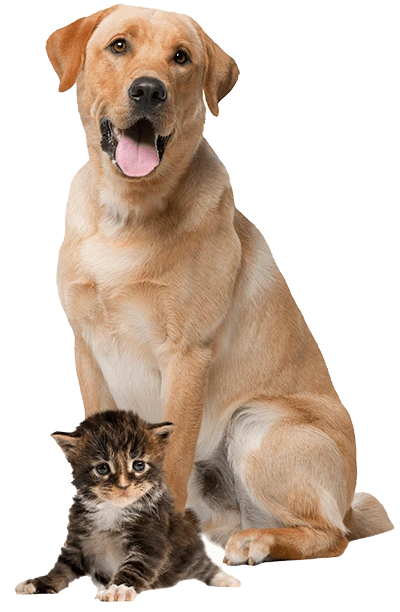 Pet Care