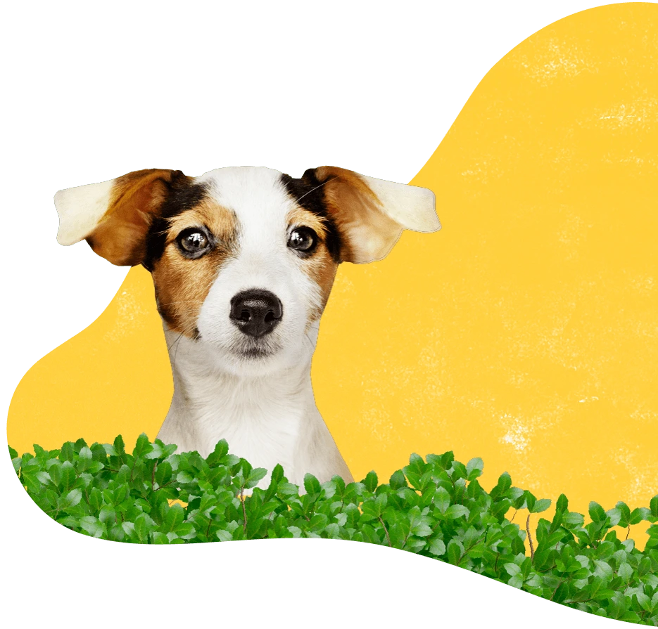 Emergency Veterinary Care in Vancouver