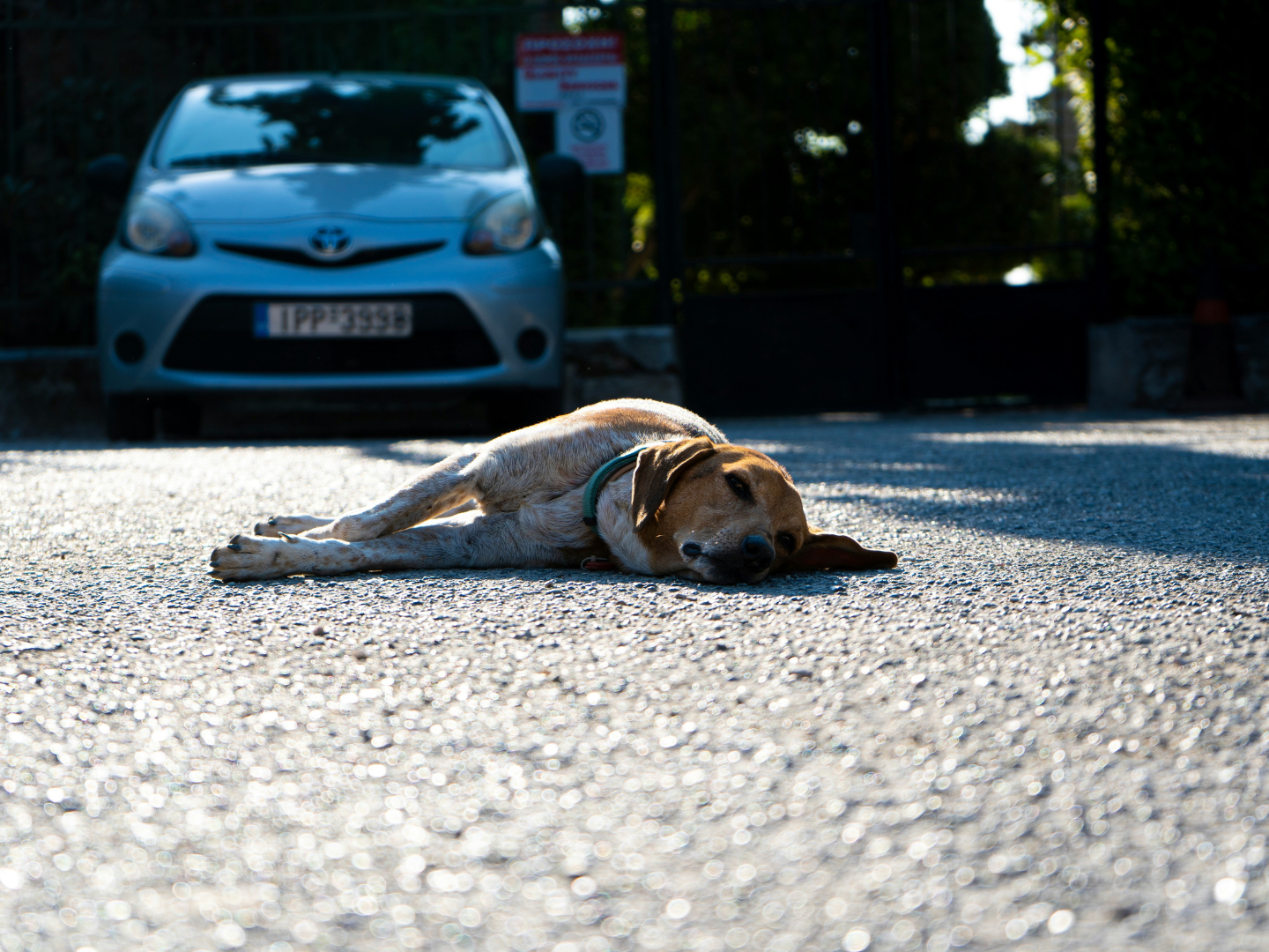 Urgent Pet Care After a Car Accident: How to Find a Vet Emergency Near Me