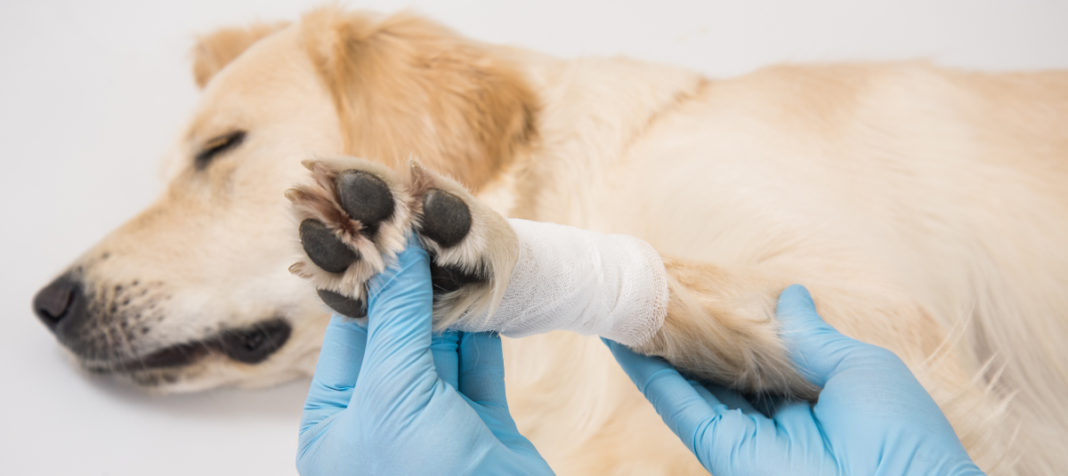 Vet Emergency Near Me: Managing Broken Bones in Pets Before You Reach the Vet