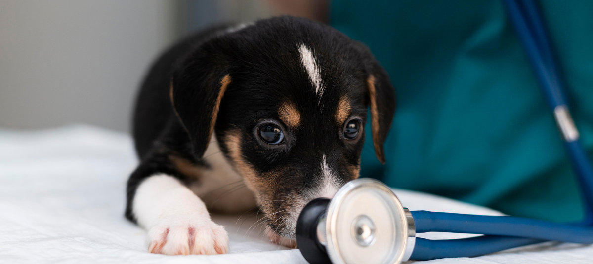 Vet Emergency Near Me: Recognizing the Signs of Pancreatitis in Dogs